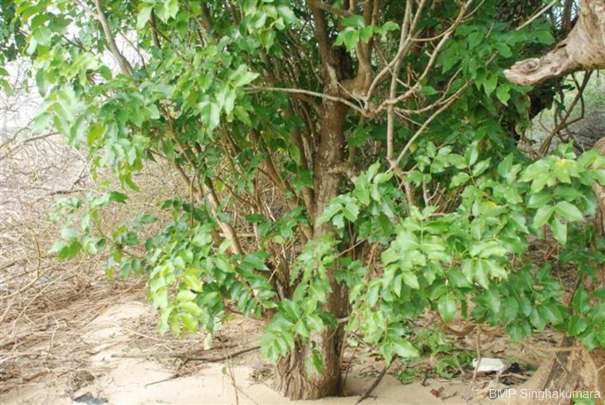 Xylocarpus rumphii (Kostel.) Mabb.